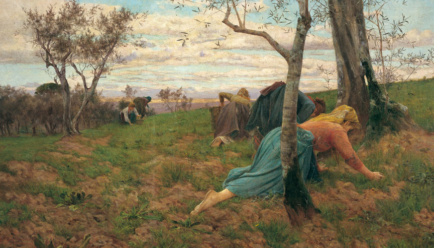 La raccolta delle olive